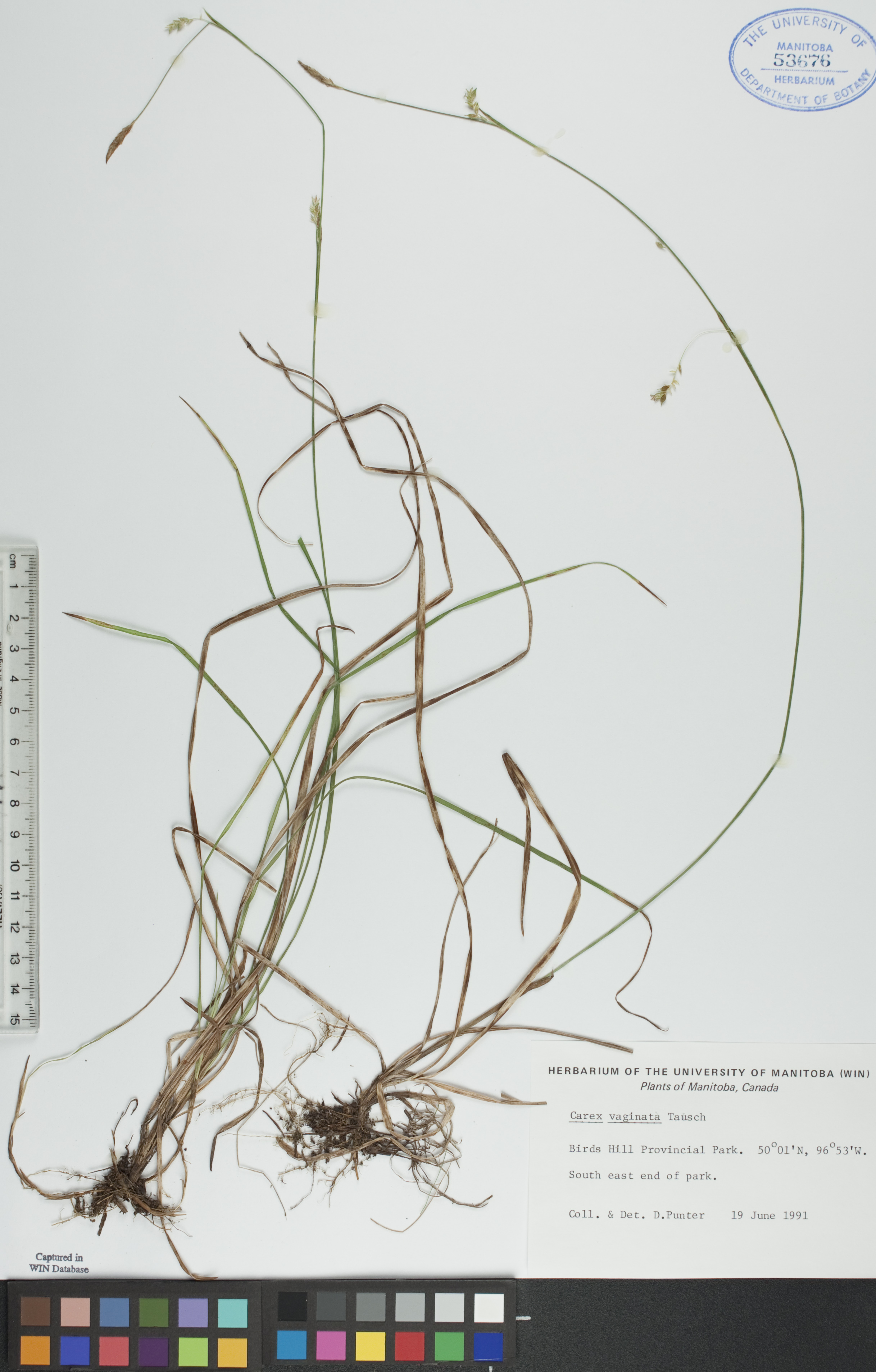 Carex vaginata image